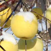 花姿妖山东现摘脆甜浓香黄金维纳斯苹果新鲜应季水果 精选维纳斯苹果 5斤8-12个装