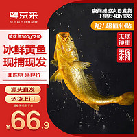 鲜京采 冰鲜黄鱼500g*2条(净重1kg) 宁德大黄鱼  生鲜鱼类 地标源头直发