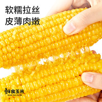 农垦东北黄糯甜玉米新鲜玉米真空装粘玉米玉米棒粗粮代餐低脂10根