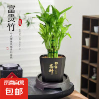 京喜 富贵竹盆栽植物 荷花竹+节节高升盆+圆底座 盆口直径约8cm