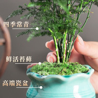 开时果 文竹盆栽桌面摆件盆景 办公室植物竹子水培绿植盆景源头直发 【上】金边裂纹盆+苔藓+底托