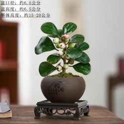 幼薇 小盼菩提树盆栽植物室内花卉禅意摆件新中式办公室内桌面绿植盆景 小盼菩提+舍得紫砂盆+方形底盘 带盆栽好