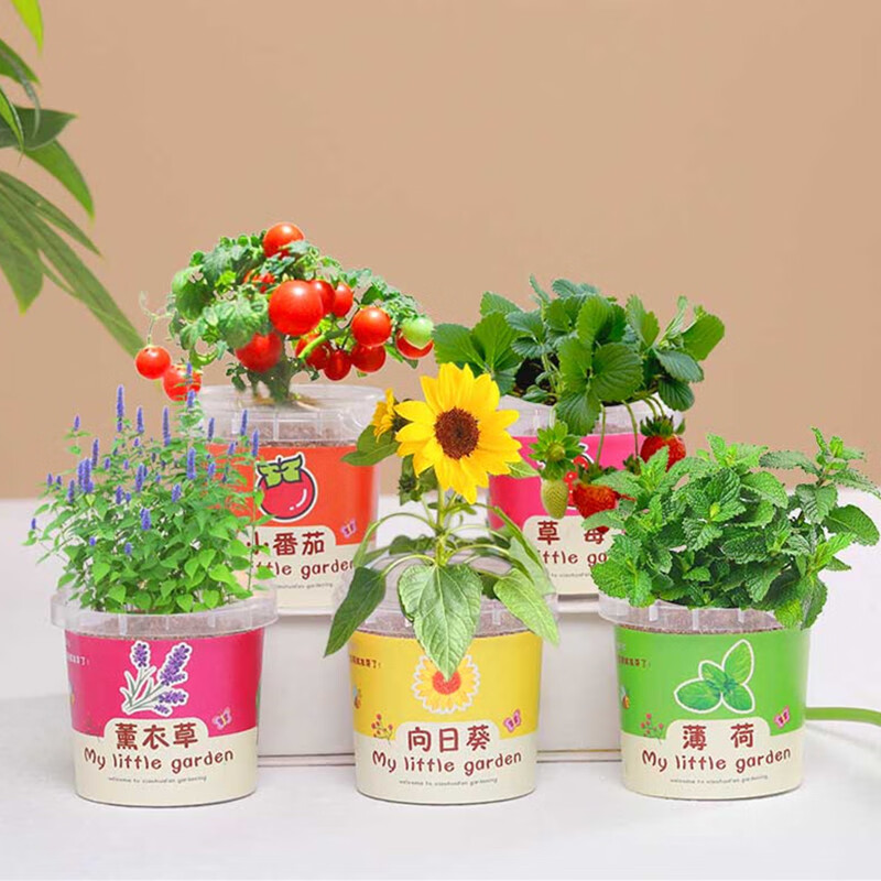 ONEVAN儿童种植小盆栽幼儿园向日葵植物观察绿植种子盒diy迷你盲盒 盲盒1灌装(盆+土+种子)