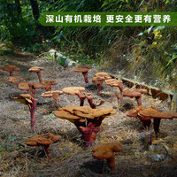 天下泽雨 霍山赤灵芝孢子粉 24g 细粉