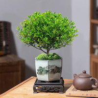 开时果 小叶赤楠盆景摆件 办公室桌面绿植花卉好养盆栽植物源头直发 小叶赤楠+原生盆