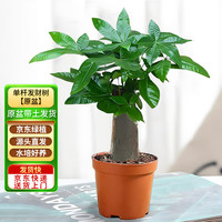 京东绿植 发财树盆栽