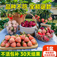 临雅奶油草莓苗冬季室内盆栽带盆带土可食用红颜四季结果阳台种植 奶油1盆【原盆原土】