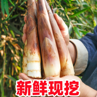 黄六爷 浙江临安特产春笋5斤新鲜手剥笋小雷笋鲜冬笋现挖生鲜竹笋鲜笋 净重1斤 250g+