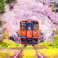 379元/晚起！日本旅行产品上新！飞猪超级VIP日本目的地专场 
