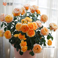 88VIP：虹越 月季花苗龙沙果汁阳台童话魔法灌木爬墙藤本大花切花盆栽小苗
