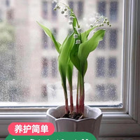 绿枝春 带芽铃兰花苗带根植物盆栽进口种球耐寒室内外绿植花卉四季开花