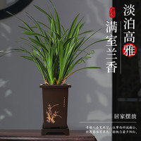 康果圆 墨兰 32 兰花苗 2苗（品种随机） 墨兰