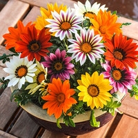 左家花园 勋章菊种子菊花籽景观花卉花海种春波秋播四季播种 易种 勋章菊混色1克约450粒