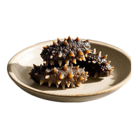 中炊【头茬鲜活春参福利鲜食熟口海参】生鲜滋补海味营养到手送礼