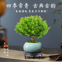 临雅小叶赤楠盆栽老桩绿植物盆景办公室内客厅桌面四季好养禅意摆件 小叶赤楠+舍得陶瓷盆＋复古托盘