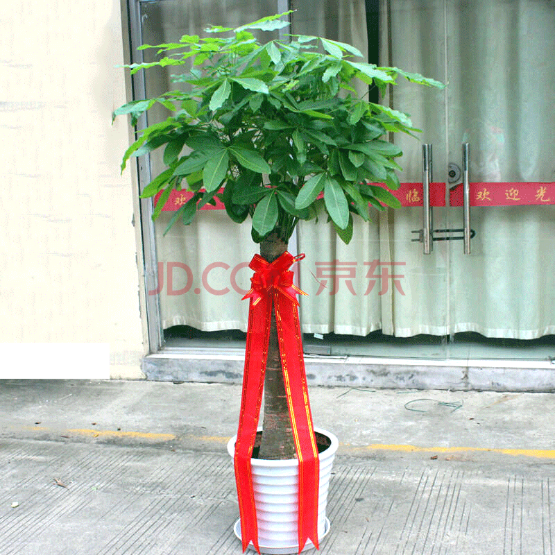 花财主大型盆栽绿植 柠檬树鸭脚木发财树天堂鸟绿植室内客厅大盆栽 单杆发财树 1.1-1.3米 含盆
