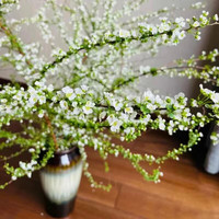 中梦龙柳鲜切雪柳枝客厅水培绿植物花卉室内干支雪柳 雪柳鲜枝65cm12枝