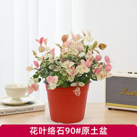 爱你一万年花叶络石办公室垂吊绿植垂丝彩虹吊兰室内植物盆栽四季五彩叶花卉 90#小盆花叶络石