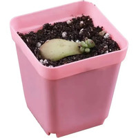 多肉植物室内盆栽汤圆奶酪玉露玫瑰系列稀有品种老桩大株带盆好养