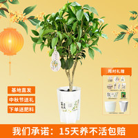 云选花礼四季桂花车载香薰清水供养水培把玩插花仙新鲜现摘现发佛手柑 【富贵满满】四季花盆贴贺卡款 【富贵满满】花盆贴中秋贺卡款