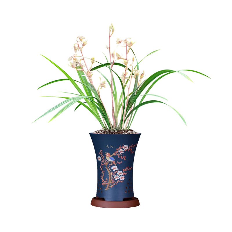 劉閣蘭花刘阁兰花苗 玉芙蓉 浓香兰花冬带花苞出售室内花卉绿植盆栽 3苗连体裸根当年开花