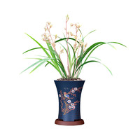 劉閣蘭花刘阁兰花苗 玉芙蓉 浓香兰花冬带花苞出售室内花卉绿植盆栽 3苗连体裸根当年开花