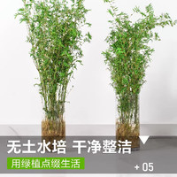 临雅水培米竹带根竹子盆栽绿植物室内客厅水养南天竹小型凤尾观赏竹苗 米竹60-70cm左右-单植物