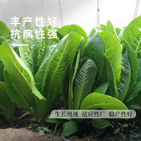 长耕速生意大利生菜种子孔雀生菜种籽盆栽春四季阳台盆栽蔬菜种孑大全 美味孔雀菜3克(约3000粒)