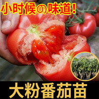 开时果 四季小番茄苗秧苗盆栽 大粉西红柿矮生苗秧蔬菜苗千禧圣女果苗 大粉番茄苗 6棵