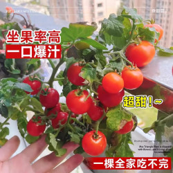 开时果 KaiShiguo Plants 四季小番茄苗 盆栽 6棵