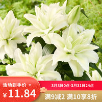 播种心情 爱莎重瓣 香水百合花种球 1球
