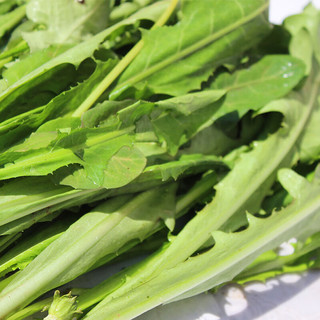 卫青沙窝新鲜蒲公英河南野生现挖蘸酱菜婆婆丁野菜叶菜类蔬菜 净重3斤装
