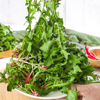 卫青沙窝新鲜蒲公英河南野生现挖蘸酱菜婆婆丁野菜叶菜类蔬菜 净重3斤装