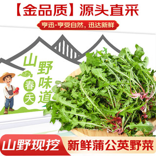 卫青沙窝新鲜蒲公英河南野生现挖蘸酱菜婆婆丁野菜叶菜类蔬菜 净重3斤装