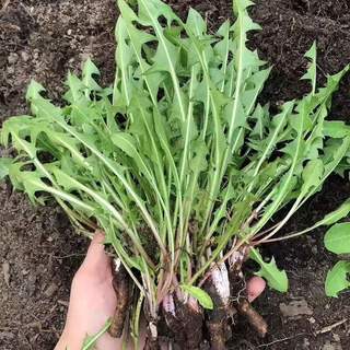 卫青沙窝新鲜蒲公英河南野生现挖蘸酱菜婆婆丁野菜叶菜类蔬菜 净重3斤装