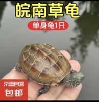小草龟团购