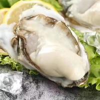 味优福现捕捞 乳山生蚝 XXXL鲜活 2.5斤 海鲜牡蛎 生鲜 带壳海蛎子 新鲜乳山生蚝 单个 2-3两