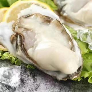 味优福现捕捞 乳山生蚝 XXXL鲜活 2.5斤 海鲜牡蛎 生鲜 带壳海蛎子 新鲜乳山生蚝 单个 2-3两