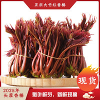 卡布诺 四川红油香椿芽新鲜现摘鲜香蔬菜嫩芽野生头茬香椿当季野菜春芽菜
