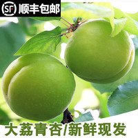 卡布诺 陕西大青杏新鲜孕妇水果应季3斤杏当季酸杏时令青杏子绿
