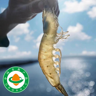 太湖海【有机大虾】无抗生素盐田虾渤海水产对虾类孕婴儿童宝辅生鲜年货  (净重)