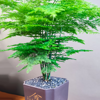 佰花锦文竹桌面盆栽新中式绿植办公室客厅盆景茶台卧室好养绿植花卉植物 【送方底座】文竹+pvc舍得盆+黑沙石铺面 20-30cm