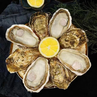 味优福现捕捞 乳山生蚝 XXXL鲜活 2.5斤 海鲜牡蛎 生鲜 带壳海蛎子 新鲜乳山生蚝 单个 2-3两