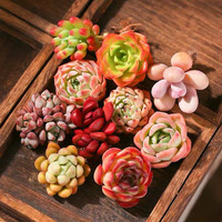 懋扬多肉植物室内小盆栽精品玉树高端多肉大颗株好养花卉绿植阳台客厅 10颗多肉不重复