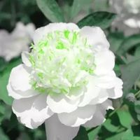 绿达牡丹花苗盆栽大苗洛阳带花苞牡丹花种四季重瓣花卉牡丹花树苗 牡丹苗胭脂红（2-3枝条）+肥料