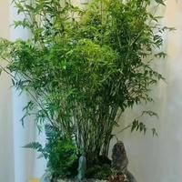 亦运林篆 竹子苗 紫竹 金镶玉竹 青竹 凤尾竹 0.2厘米粗 10棵