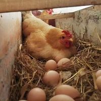 霖勉新鲜农家土鸡蛋鲜鸡蛋 散养农村自养月子蛋现捡现发 40枚 1600g