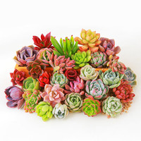 百潮盛多肉植物 小盆栽 豪华套装多肉组合桃蛋玉露绿植花卉园艺 10颗多肉不重复 选项文字有标注