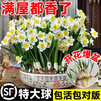 临雅郁金香种球水培植物室内郁净香种子盆栽成品花苗好养水仙花卉 漳州水仙花种球1球+营养液