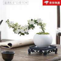 创享绿洲 悬崖金边六月雪禅意精致带陶瓷盆小盆景植物办公室内绿植盆栽盆景 六月雪+白瓷盆+苔藓+方底座（养护后开花）
